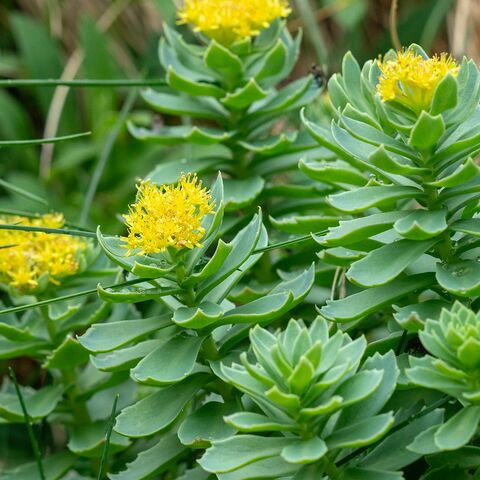 Schiffsarztkurs Behandlungen im Ausland