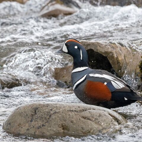 Organisation der Medizinischen Versorgung auf Seeschiffen Maritime Medizin