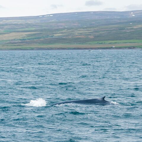 Kompaktkurs Maritime Medizin Aufgaben des verantwortlichen Schiffsoffiziers