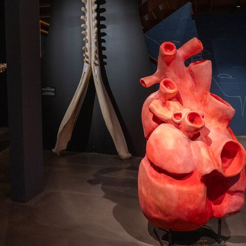 Offshore Kompaktkurs Maritime Medizin