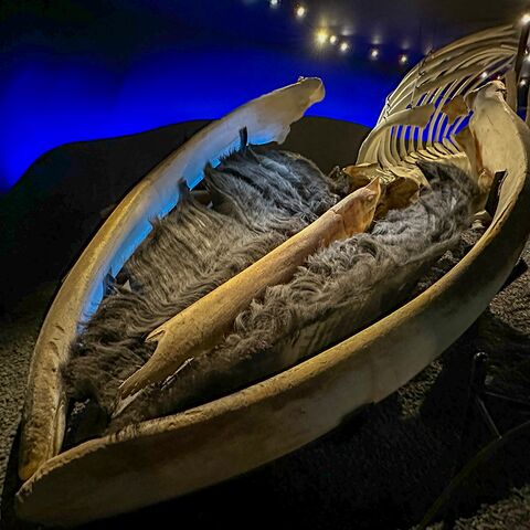 Kompaktkurs Maritime Medizin Hygiene und Desinfektion an Bord