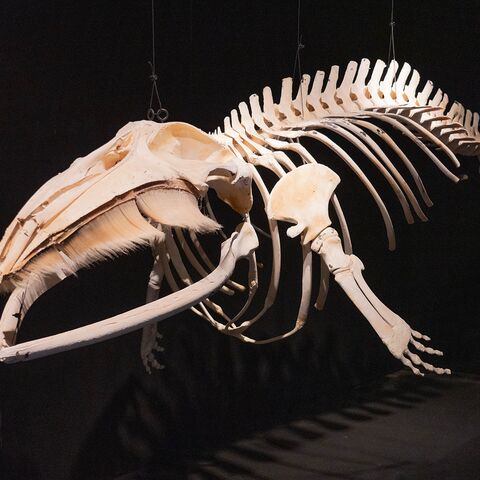 Kompaktkurs Maritime Medizin