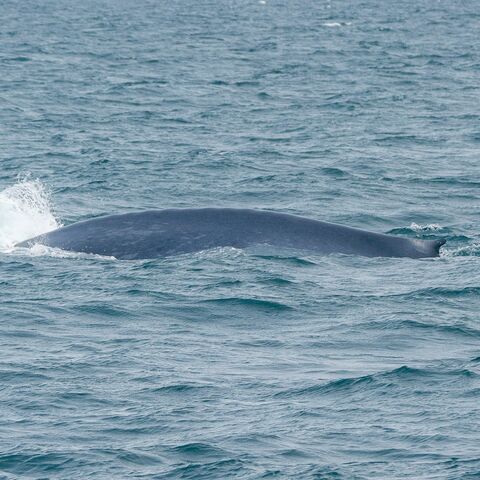 Tod an Bord Kompaktkurs Maritime Medizin