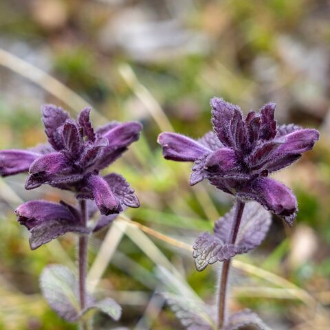 Curriculum Maritime Medizin Tauchmedizin