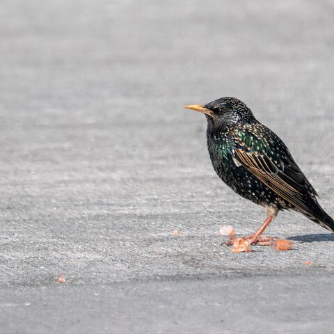Maritime Medizin Gesetze und Internationale Übereinkommen in der Seefahrt