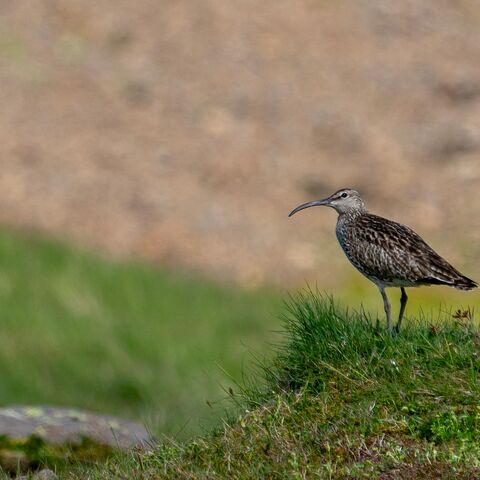 Maritime Medizin Tauchmedizin