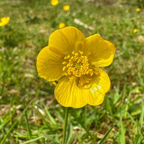 Gesetze und Internationale übereinkommen in der Seefahrt Maritime Medizin Kurs