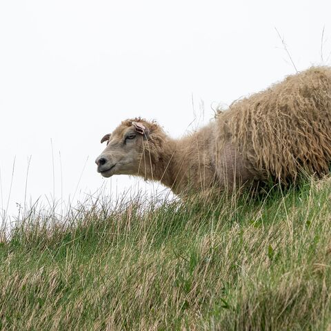 Curriculum Medizin Tauchmedizin