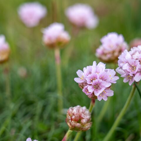 Schiffsarzt Curriculum Maritime Medizin