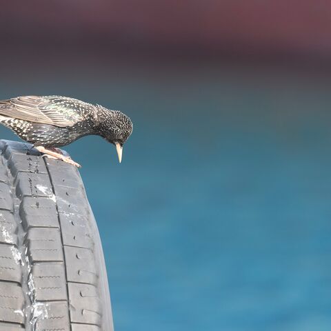 Maritime Medizin Kurs Institutionen in der Seefahrt und deren Aufgabenbereiche