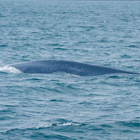Spezifische Gefahrdungen an Bord von Seeschiffen Kompaktkurs Maritime Medizin
