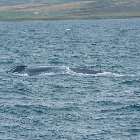 Kompaktkurs Maritime Medizin Behandlungen im Ausland